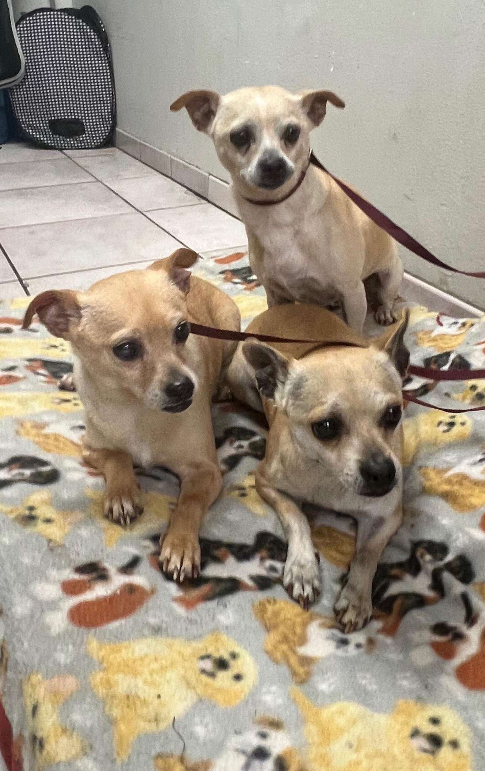 Dog Family Dumped On Street With Nothing But A Blanket Snuggle Together ...