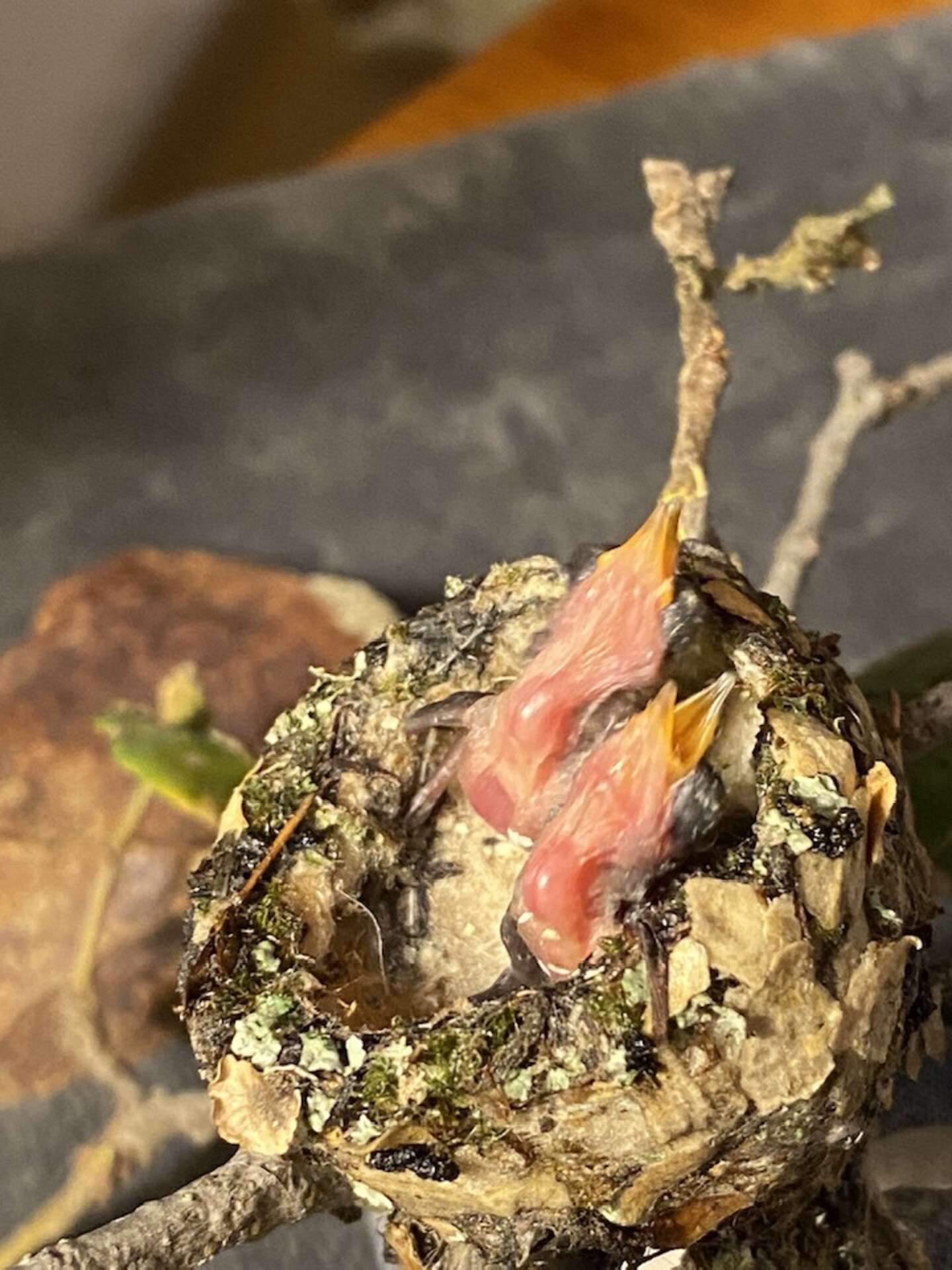 Women Find A Little Nest With The Tiniest Orphaned Babies Inside It ...