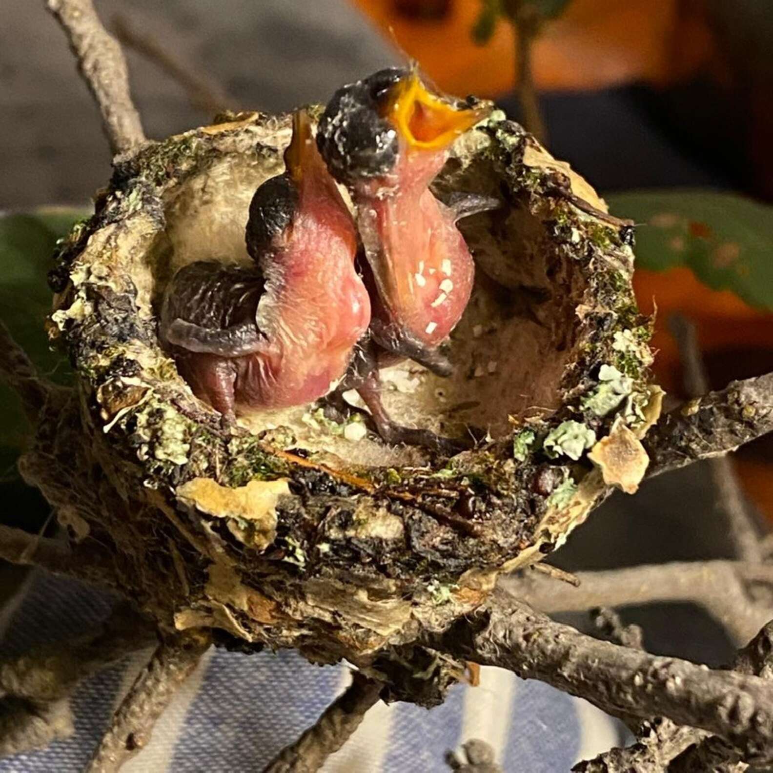 Women Find A Little Nest With The Tiniest Orphaned Babies Inside It ...