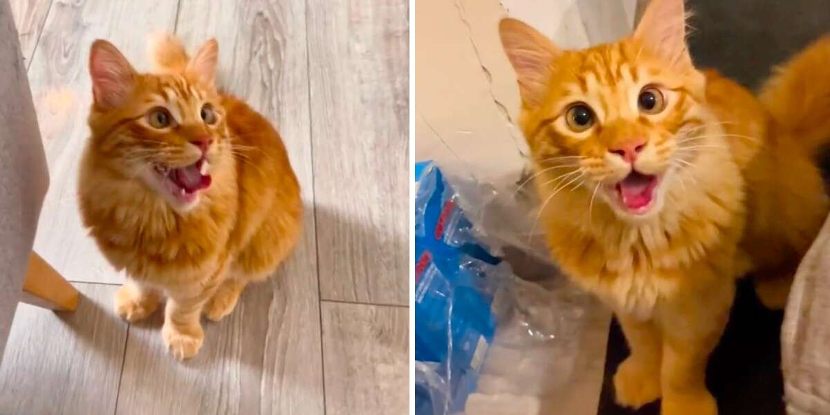 Couple's Cat Starts Panting — Then They Realize The Adorable Reason Why ...