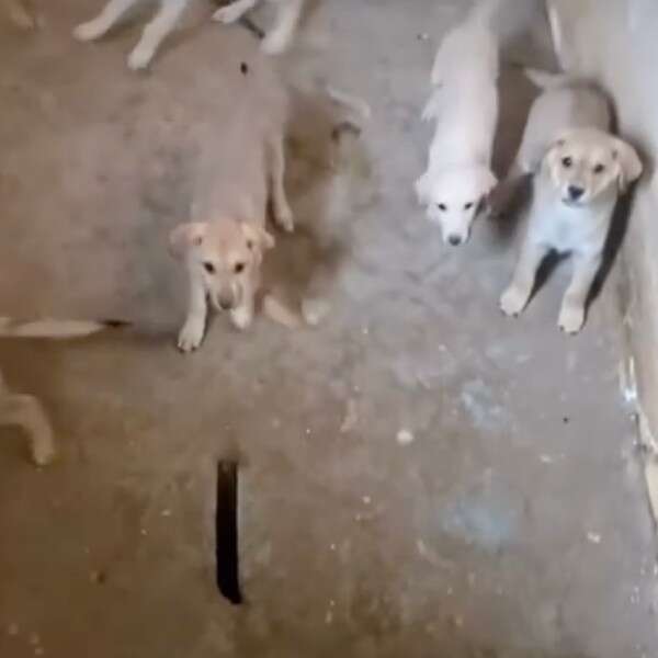 puppies in basement