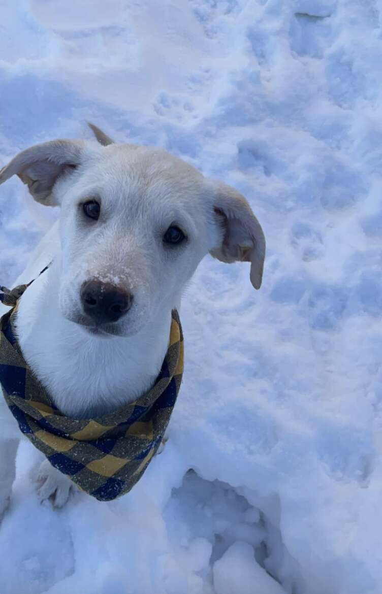 dog in snow 