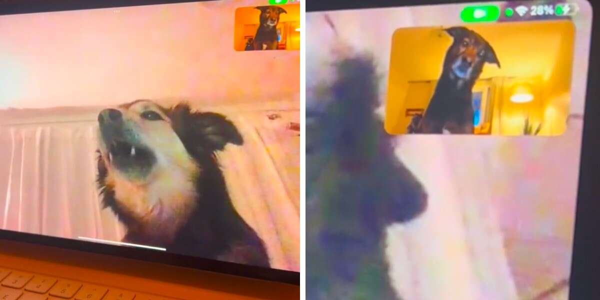 Dog Best Friends Have Sweetest Reaction To Seeing Each Other On