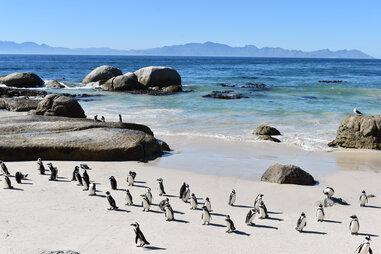 Penguins at Boulders Beach in Simon’s Town
