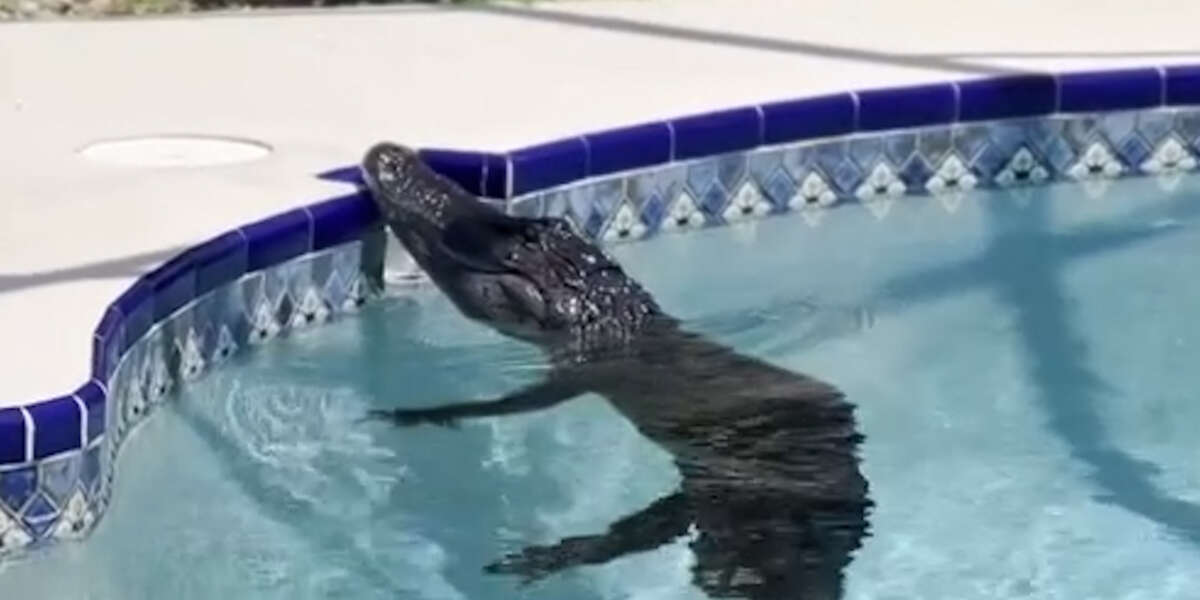 REGARDER: Alligator de 8 pieds se baigne dans la piscine familiale