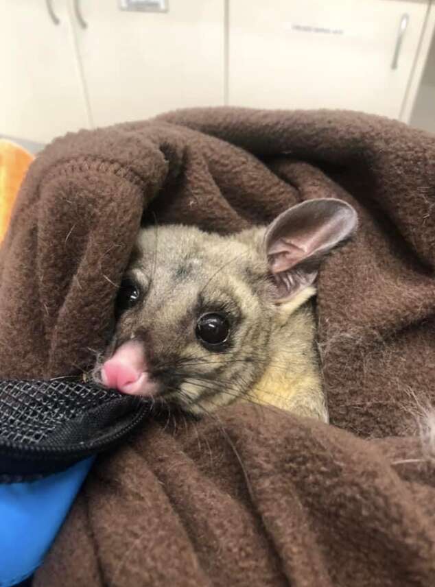 possum in blanket 
