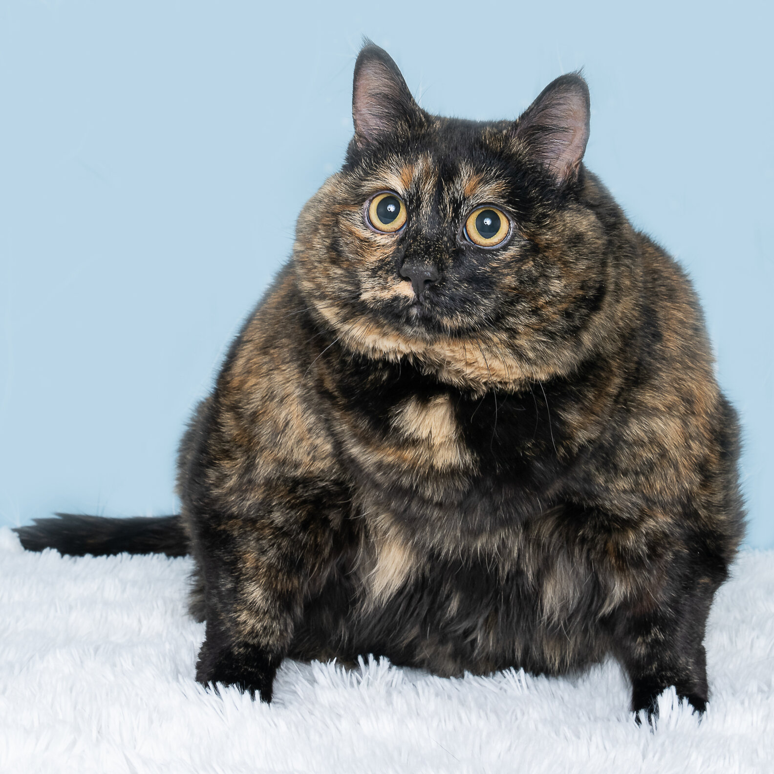 Animal Shelter Comes Clean About SuperChonky Cat The Dodo
