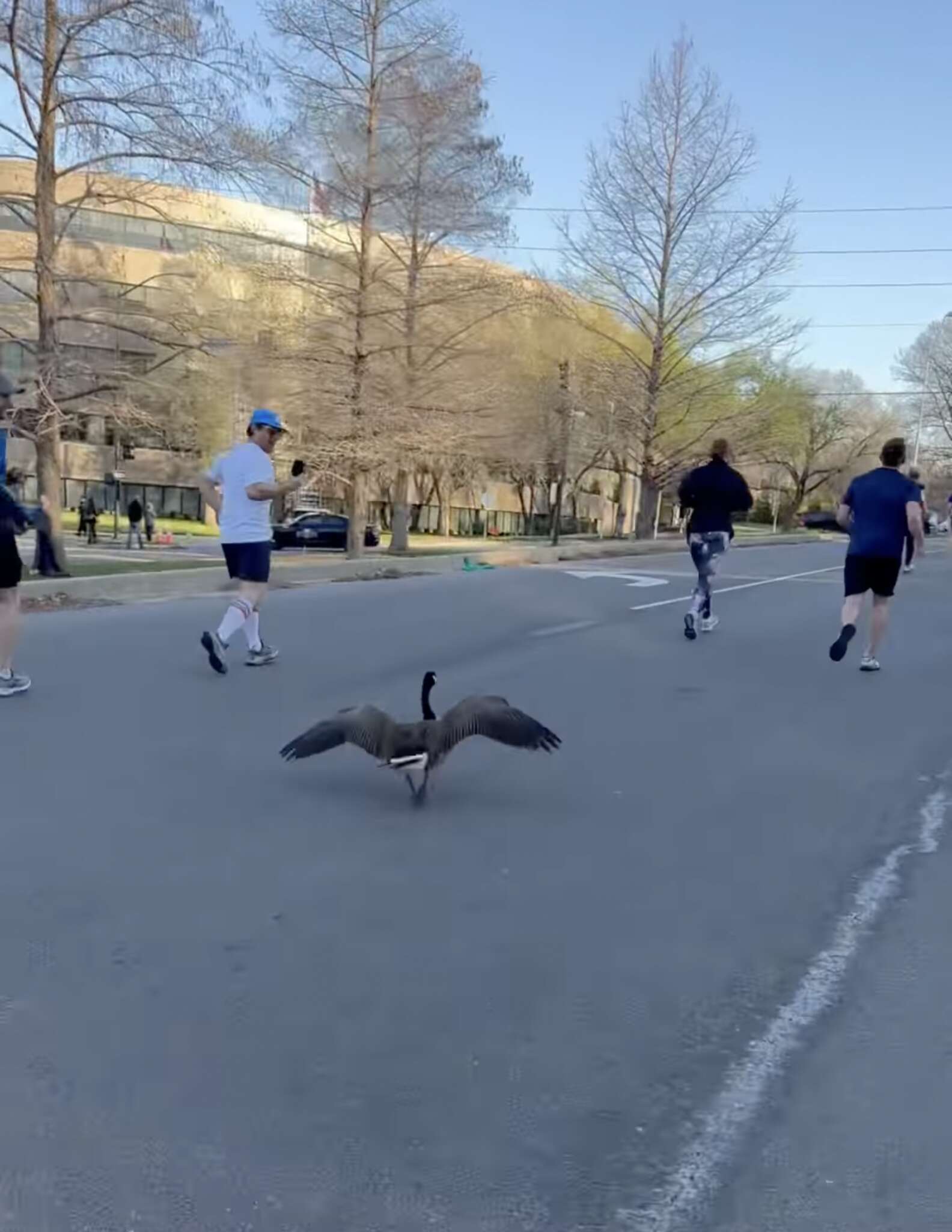 Silly Goose Racing Runners Can't Believe Their Eyes As A Speedy Goose Joins Half Marathon ...