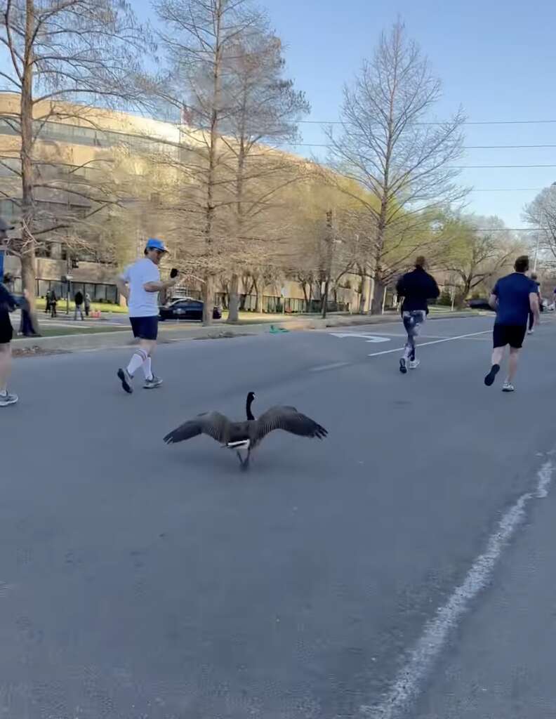 Canada goose outlet 10k marathon