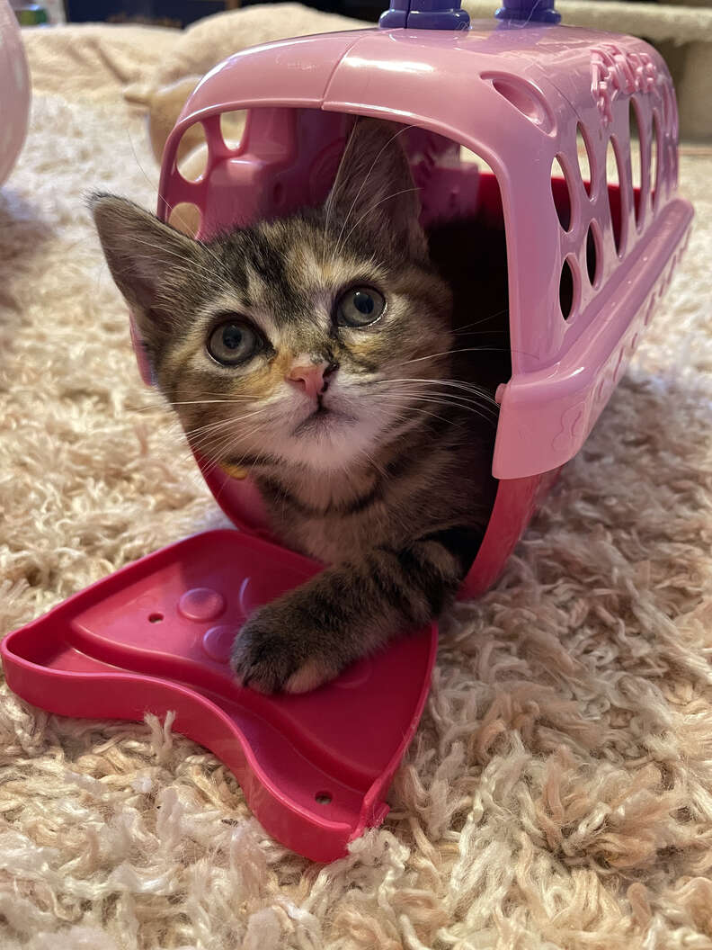 Kitten carrier outlet