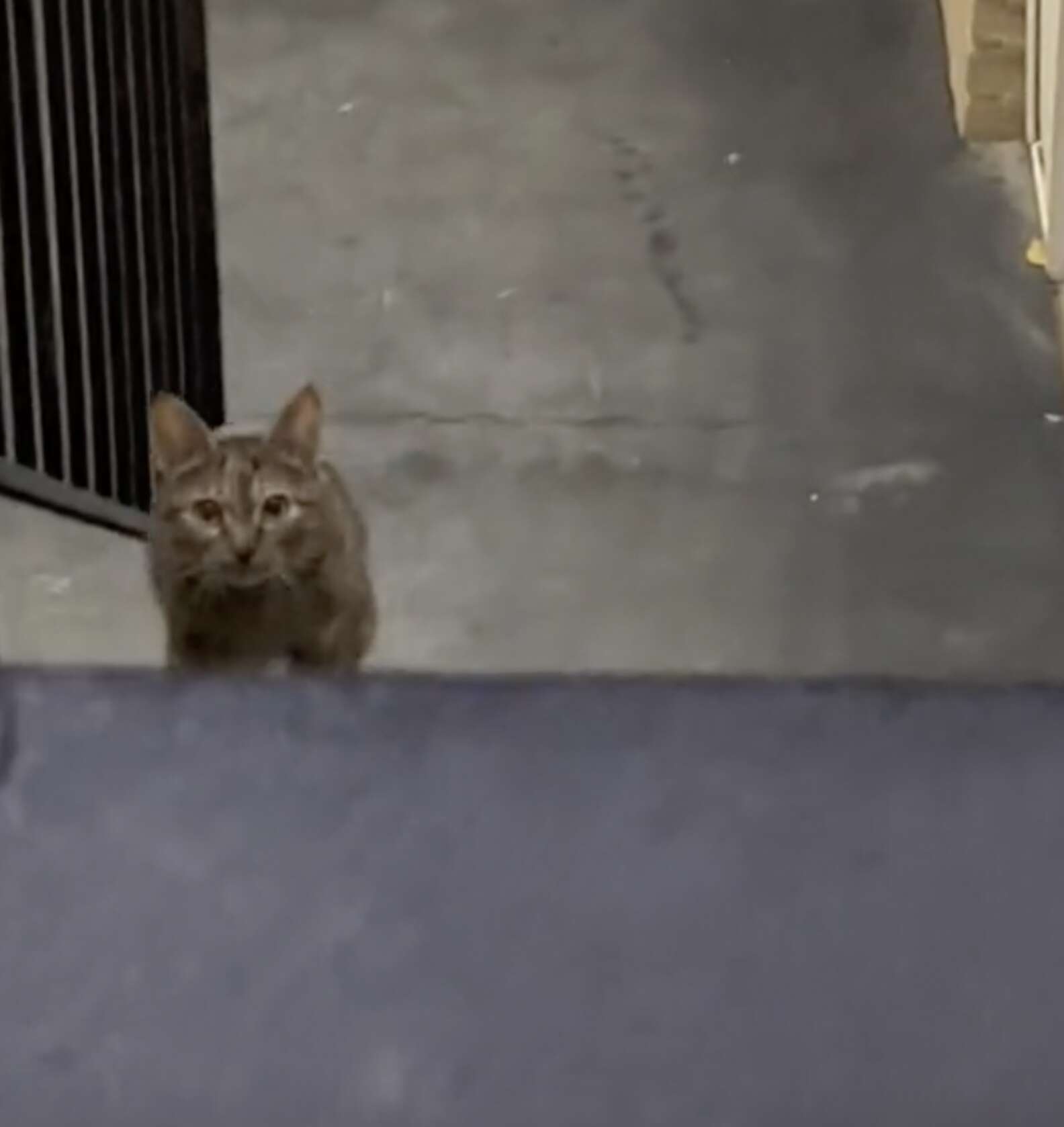 Pregnant Stray Cat Sees A Kind Woman And Decides To Follow Her Home