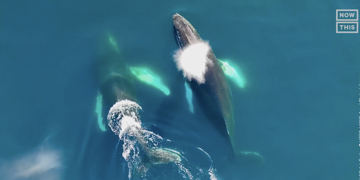 Can whales save the planet - Vimarsana News
