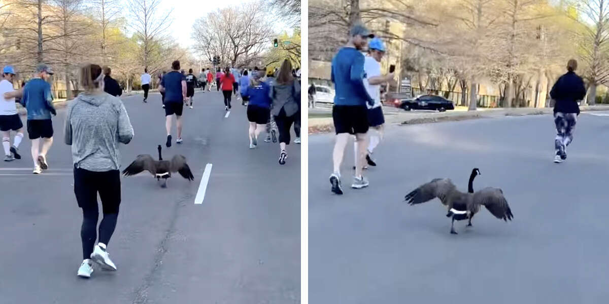 Silly Goose Racing Runners Can't Believe Their Eyes As A Speedy Goose Joins Half Marathon ...
