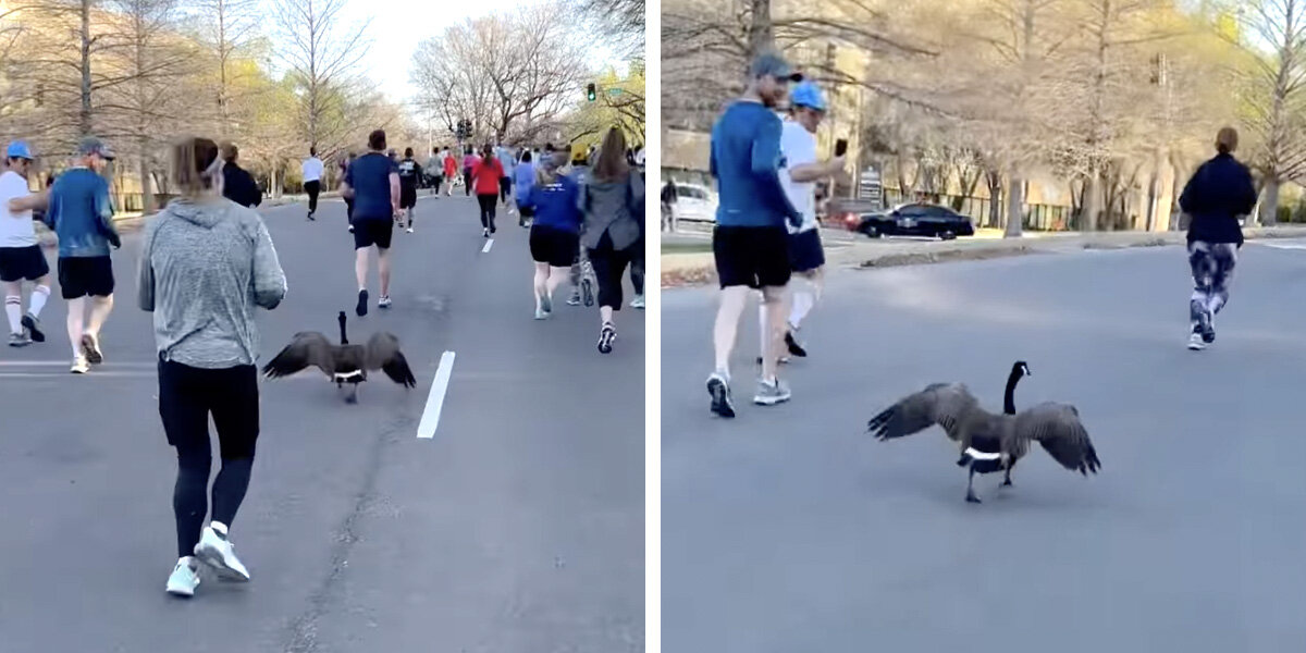 Runners Can't Believe Their Eyes As A Speedy Goose Joins Half Marathon ...