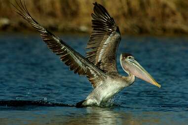 pelican landing in the water of pleasure island in port arthur, texas 