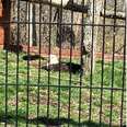 People See Bald Eagle On The Ground — Then Realize What He's Sitting On