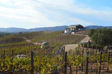 Valle de Guadalupe, Ensenada