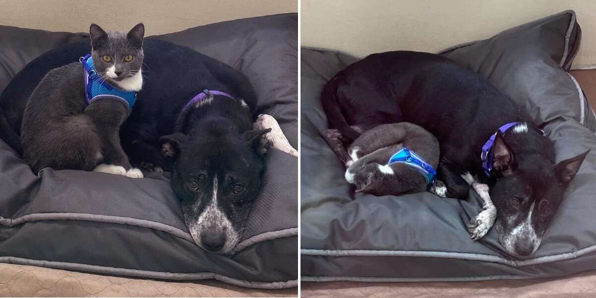 Dog And Cat Found Together In Field Refuse To Be Parted In Shelter