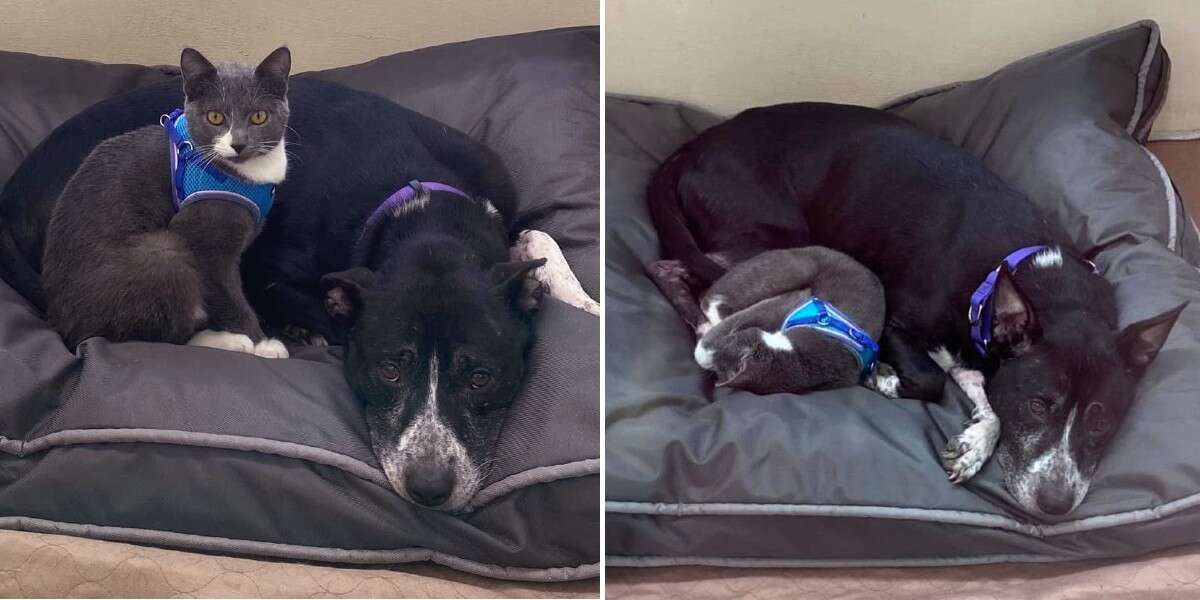 Dog and cat found together in field refuse to be parted in shelter