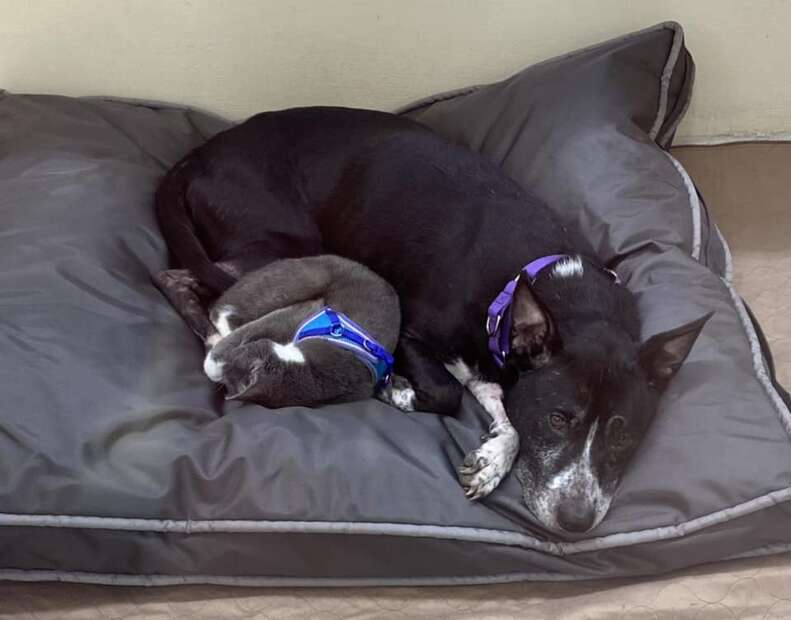Dog And Cat Found Together In Field Refuse To Be Parted In Shelter