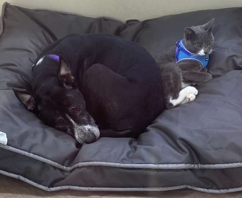 Dog And Cat Found Together In Field Refuse To Be Parted In Shelter