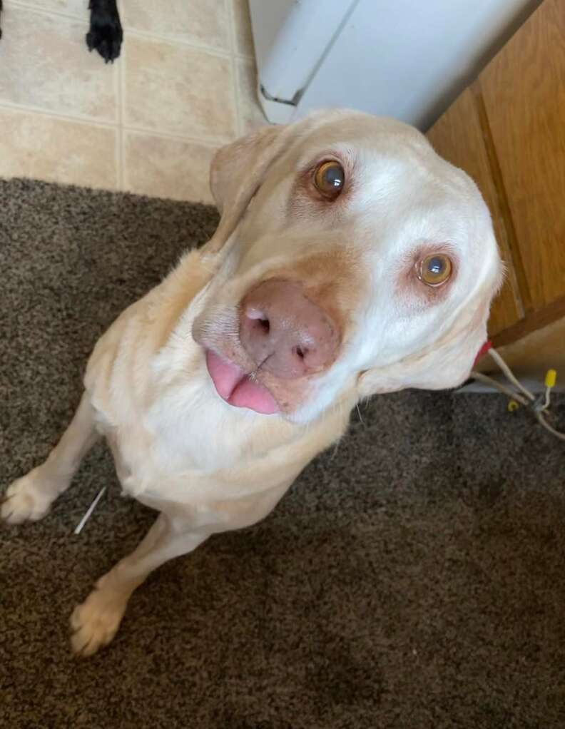 Family Finds A Sweet Way To Honor The Dear Old Dog They All Adore