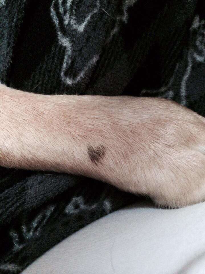 Family Finds A Sweet Way To Honor The Dear Old Dog They All Adore