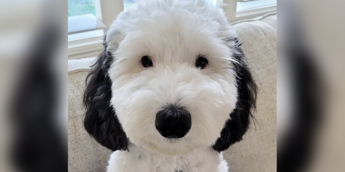 This Dog Is Going Viral For Looking Like A Famous Pup - The Dodo