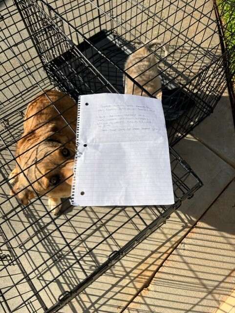 dogs abandoned with sad note