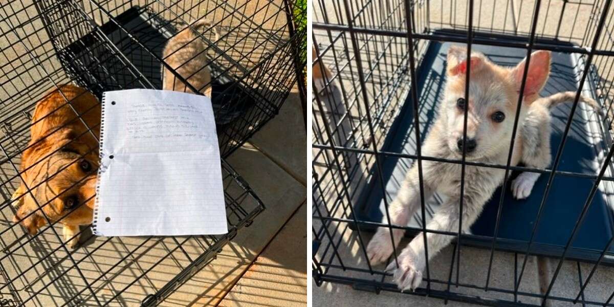 Animal Shelter Finds 2 Puppies Left Outside With A Heartbreaking Note ...