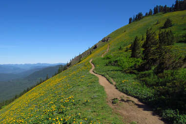 Dog Mountain wildflower hike in Washington state