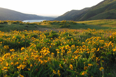 Rowena Crest hike in Mosier, Oregon