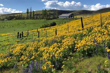 Dalles Mountain Ranch wildflower hike in Washington state