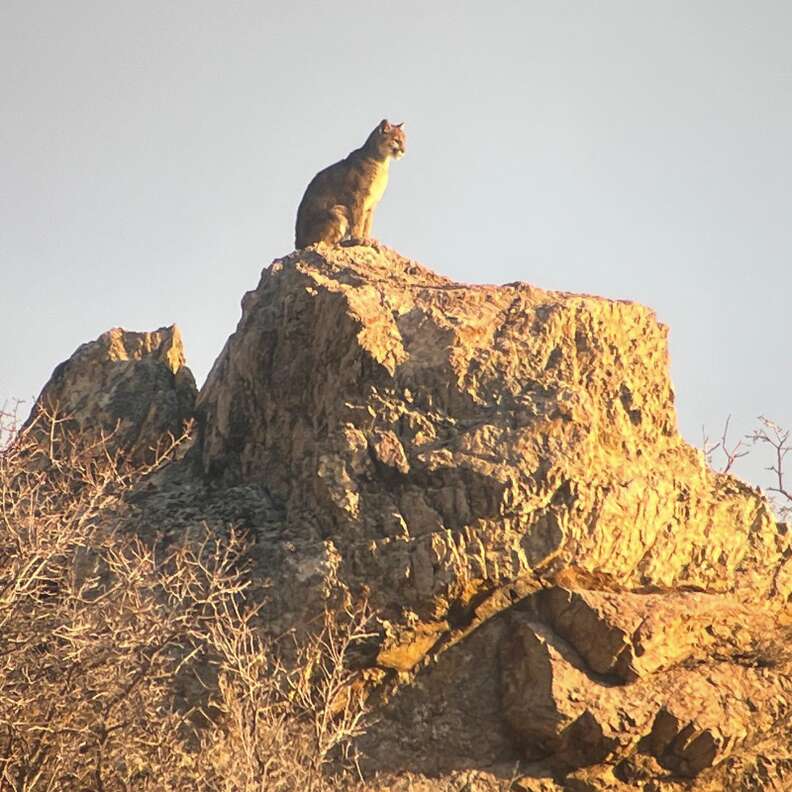 lion on rock