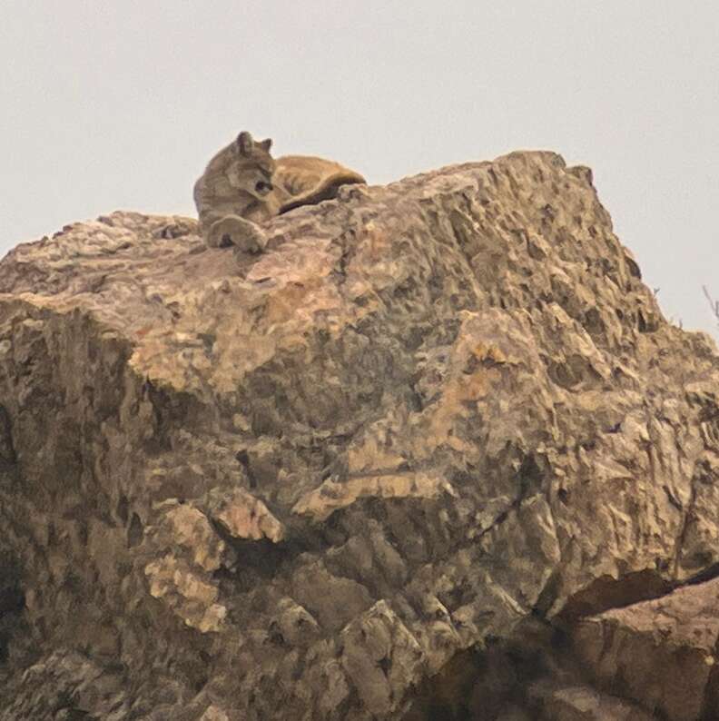 lion on rock