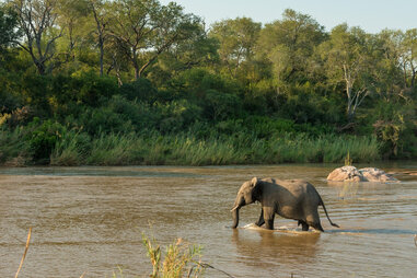 Elephant in river by Kruger Shalati