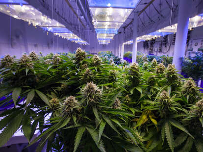 Commercial Marijuana Grow Operation