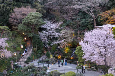 Gardens with cherry blossoms