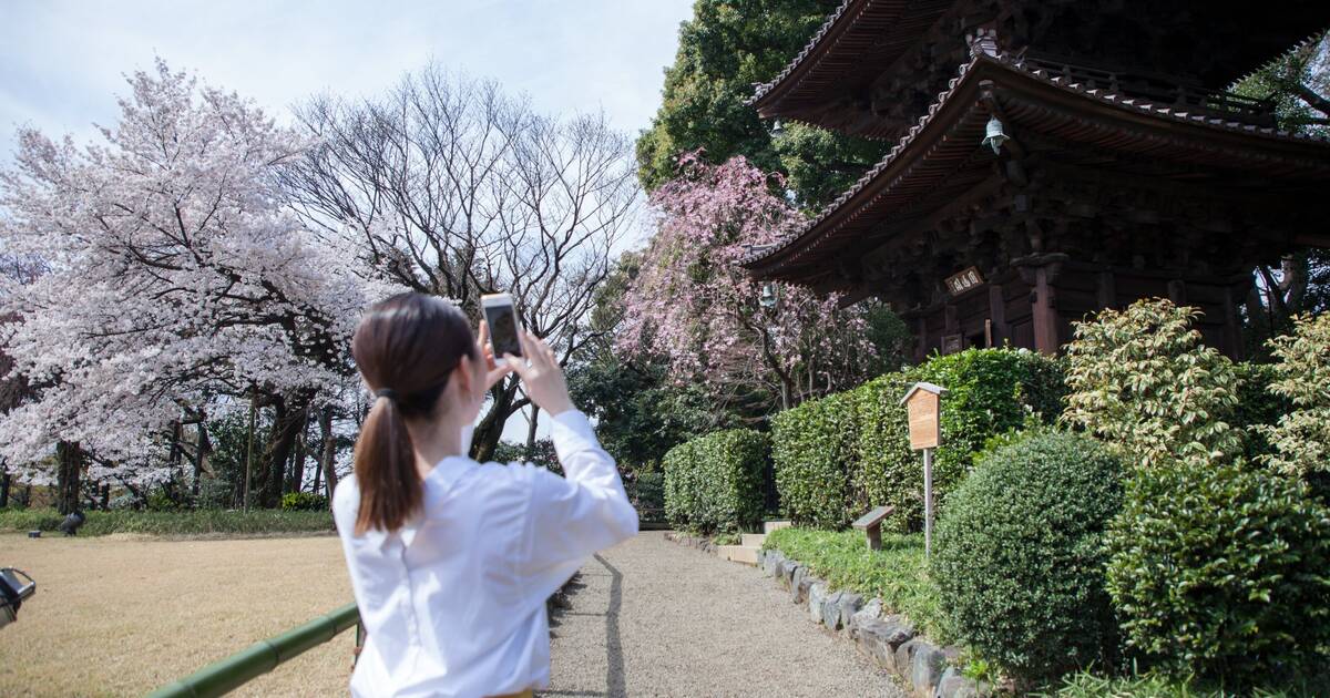 Iconic cherry blossoms of DC inspire new uniforms for local