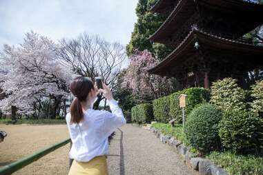 Woman photographing cherry blossoms and a pagoda