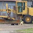 Woman Stumbles Across Adorable Little Family Living In Abandoned Barn