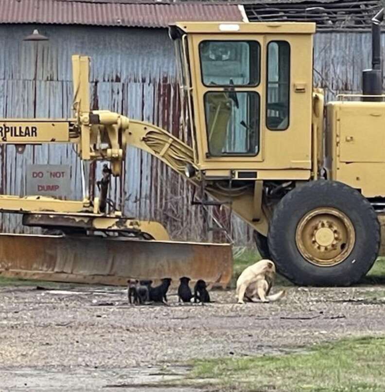 dogs outside barn