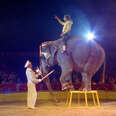 WATCH: Former Elephant Trainer Reveals Cruel Circus Secrets