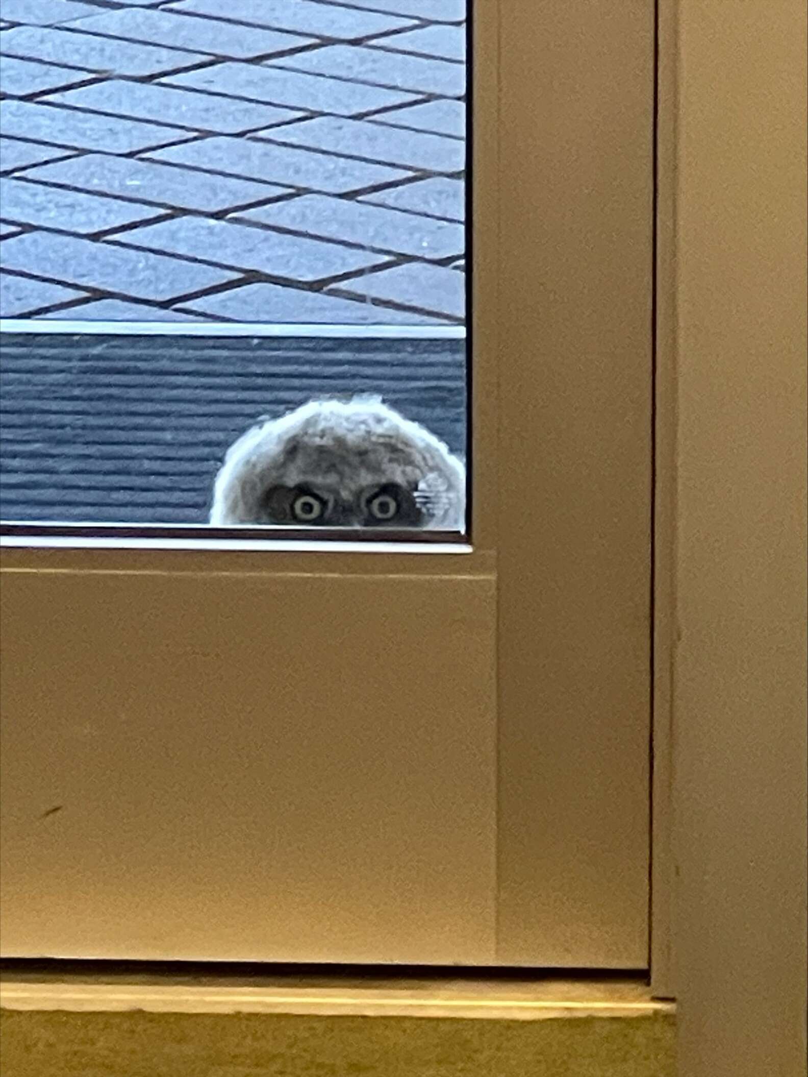School Staff Look Out Window And Realize They're Being Watched - The Dodo