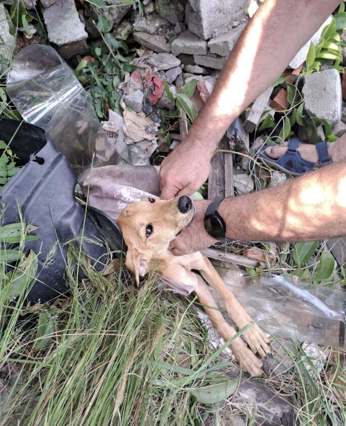 dog being pulled out of trash