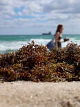 Seaweed blobs on the beach in Florida.