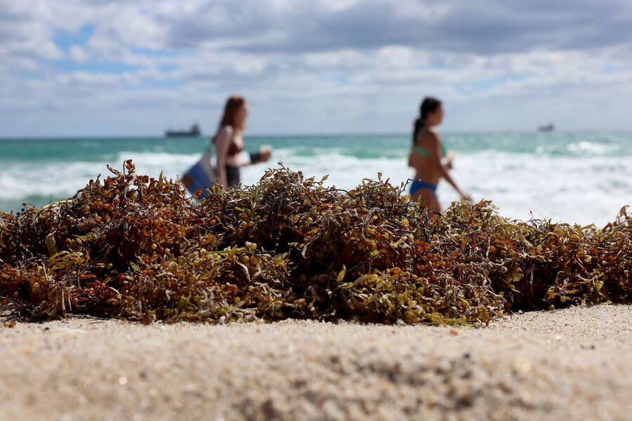 Florida Seaweed Bloom Is Now Making Landfall on Beaches Thrillist