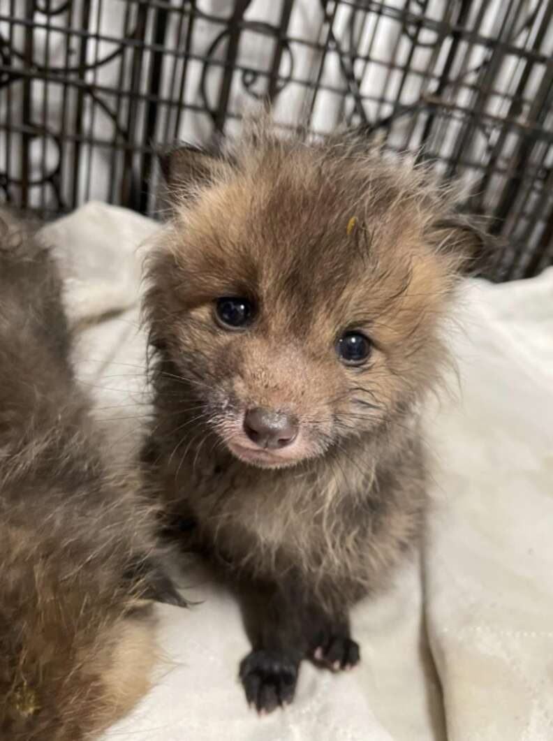 Newborn Fox Cubs