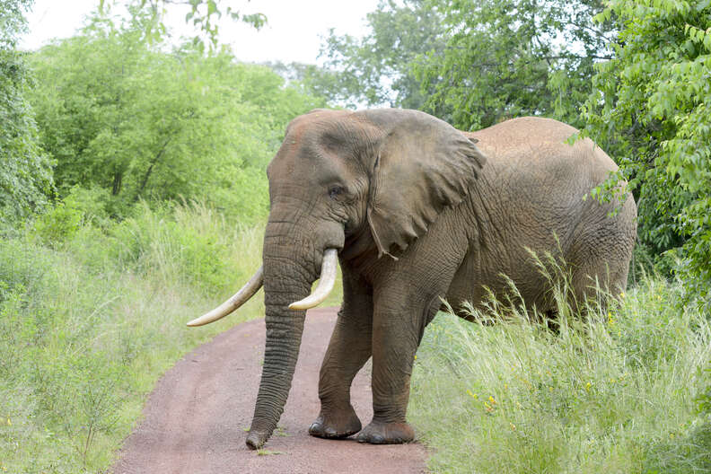 elephant crossing road in Akagera National Park, Rwanda