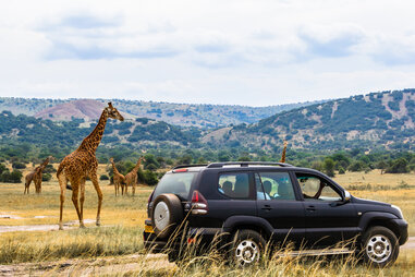 SUV near giraffes in Rwanda